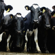 Illustration for article titled Fashion Models: Total Cows